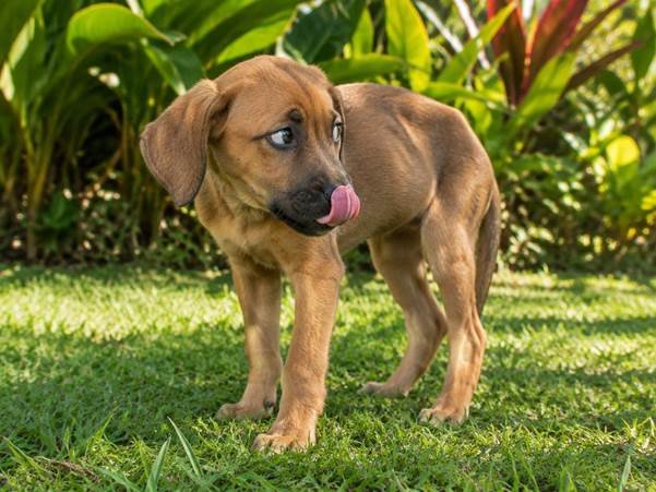 Canine Behavior and Care