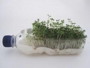 Cress Porcupine