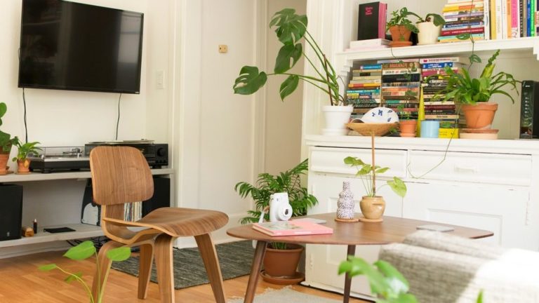 10 Easy-to-Care Houseplants for a Perfect Home Decor