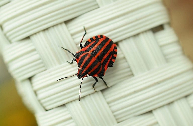 Top Tips to Keep Bed Bugs Away