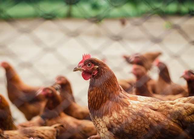 Raising Healthy Poultry
