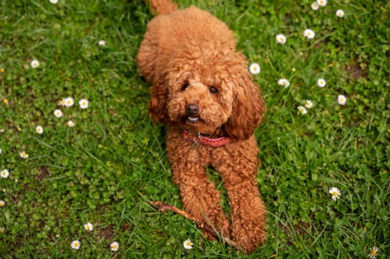 Furry Mini Goldendoodle