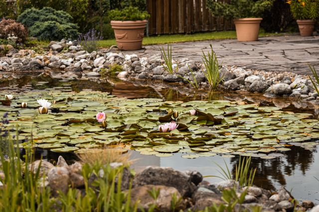 Creating a Sustainable Pond